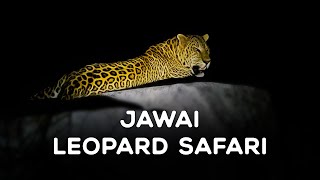 Jawai Leopard Safari | Jawai Bandh, Rajasthan 2023 - 4K Video Hindi | हिन्दी