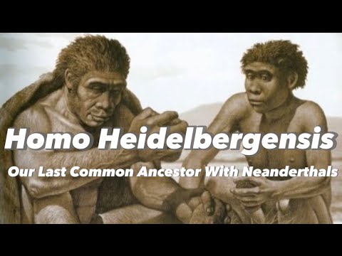 Homo Heidelbergensis - Our Last Common Ancestor With Neanderthals