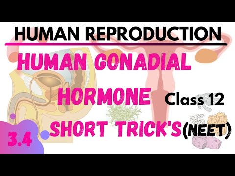 3.4 Gonads hormone HUMAN REPRODUCTION | NEETTRICK  NEET SHORT TRICK | NERT BILOGY CLASS12 NEET TRICK