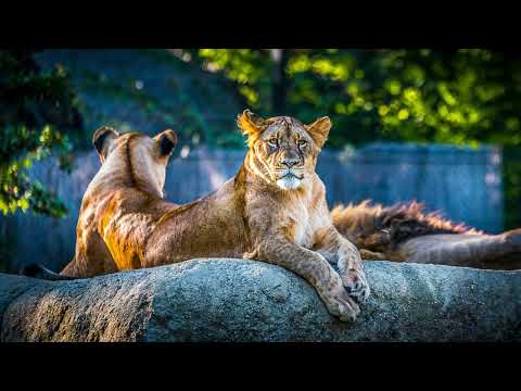 ♌ 🌟🦁 August Cosmic Gateways — Step Into Feminine Power🦁🌟♌