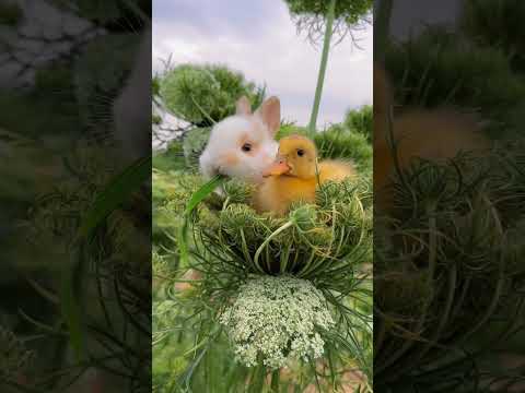 Cutest Duo Alert! 🐰🐥 Little Rabbit & Duckling Enjoying a Grass Snack Together! #shorts #trending