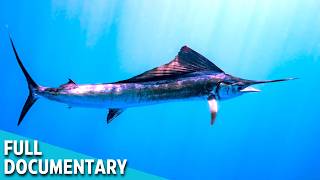OCEAN EXPOSED | Dark Tricks of Marine Predators