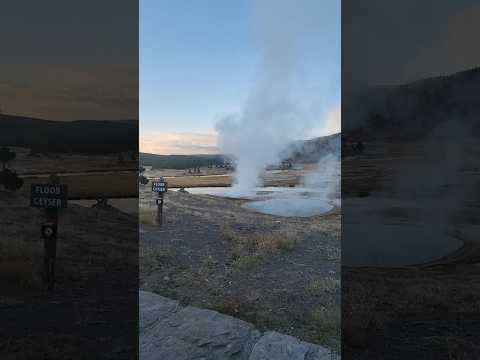 Alone with the #geysers #prismaticspring #geyser #nature #naturesounds  #yellowstone  #bison