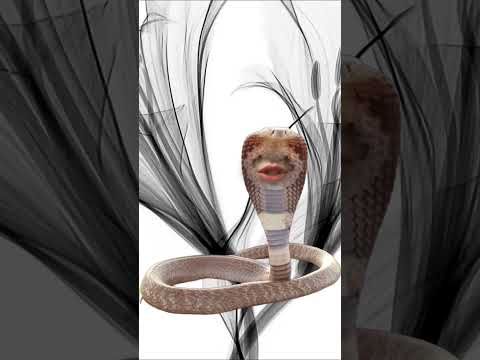 I am Indian cobra #shorts