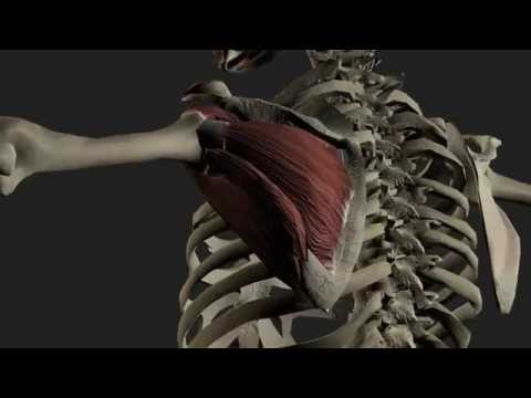 The Rotator Cuff