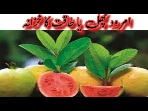 امرود پھل یا طاقت کا خزانہ || Health tips home