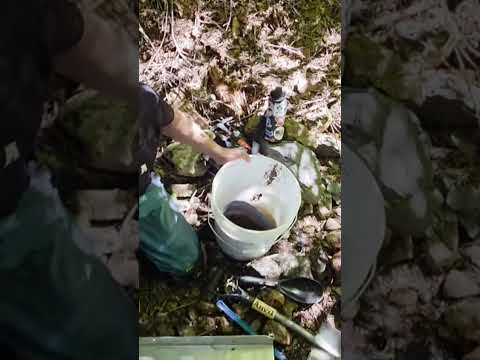 Gold panning #sluice #gold #goldrush #goldminer #goldmining #goldfever #mining #miner #utubeshorts