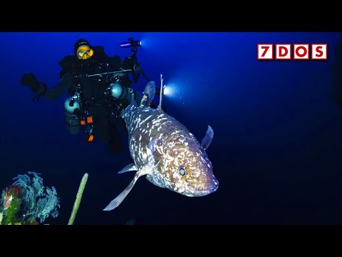 Rare Living Coelacanth Photographed For The First Time By Divers