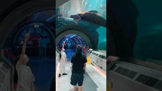 SeaWorld Yas Island Abu Dhabi FULL Walkthrough | Explore 8 Realms | Info Inside | OSMO Pocket 3