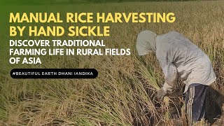 Manual Rice Harvesting by Hand Sickle: Discover Traditional Farming Life in Rural Fields of Asia