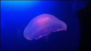 UNDERWATER   Enrico Carmenia feat.BrainControl