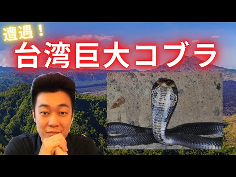 【恐怖の大蛇】台湾の山で巨大コブラに遭遇！