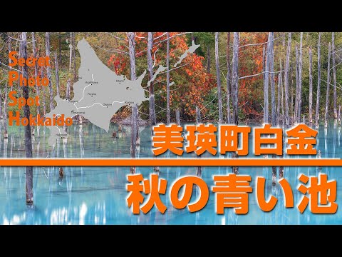 美瑛町白金「秋の青い池」に行ってきました。Blue pond＜フォトスポット北海道＞