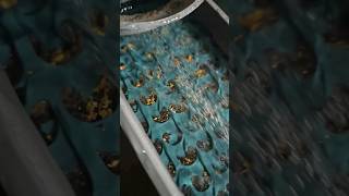 Filling the Sluice with GOLD 👌✨️ #goldmining #gold #goldmine #sluice #sluicebox