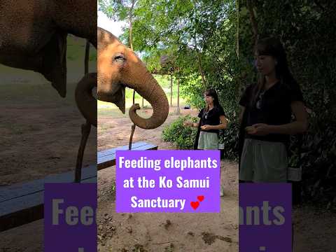 Feeding elephants at the Ko Samui Elephant Sanctuary in Thailand. #thailand