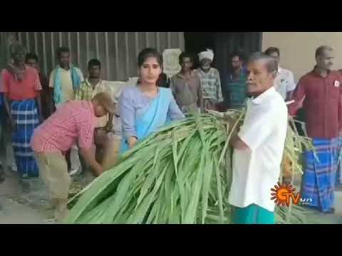 தமிழகத்தில் முதல்முறையாக மாடுகளுக்கு அன்னதானம் வழங்கிய RP மாட்டு தீவன உரிமையாளர் திருமதி அன்னபூரணி