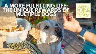 A More Fulfilling Life: The Unique Rewards Of Multiple Dogs