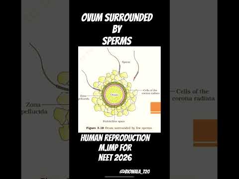 Ovum Surrounded by sperms most important for neet 2026 #biology #neetexam #neet #ncert #shorts