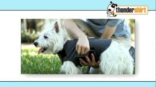 Talking Dog Explains the Thundershirt!
