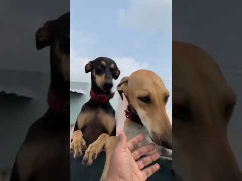 Dogs morning bliss, dogs love, dogs morning energy, chippiparai kanni love