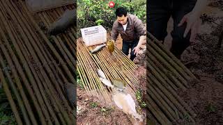 Amazing Fishing Video #bigfishvideo #fishinglife #bigfish #fish #fishing