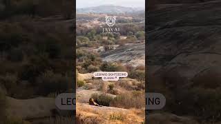 Jawai Jungle Safari | Leopard Safari | HillSafari | Jawai Bandh | Sumerpur |