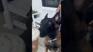 Keno boy wants to taste test everything!! #belgianmalinois #losangeles #shepherd #coffee #malinois