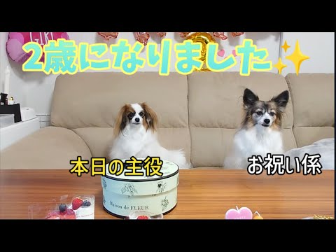 ルナ２歳の誕生日動画