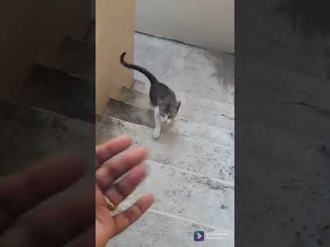 Kutti puli reaction when hears my voice! | குரல் கேட்டதும் என்ன பண்றான் பாருங்க குட்டி புலி! #shorts
