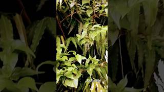 #ashokkaped#gardening #love #viralshorts #lovestatus #ytshort #greenplantsvlog