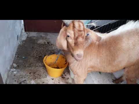 Barish aur mere pets #pets @channel #animals #rain