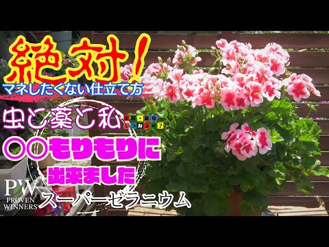 ○○もりもり素晴らしいゼラニウム出来ました！虫と薬と私虫に一番効果的駆除方法【ガーデニング】植え方.育て方.そだち方【園芸】