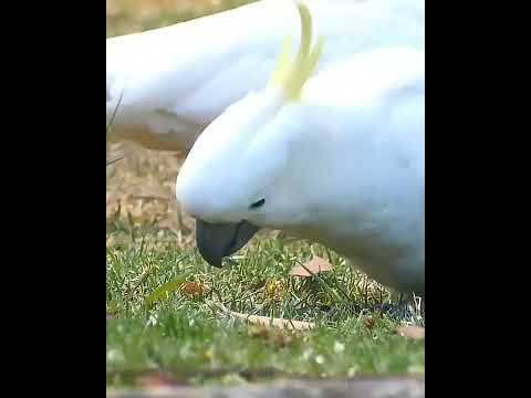 Sulphur crested cockatoo  #short #birds #beautifulpets #birdspecies