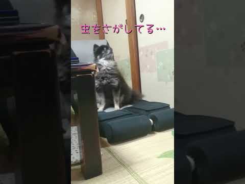 #89  虫が大大大嫌いなポメラニアン【ポメラニアン(ショート動画)】 #ポメラニアン