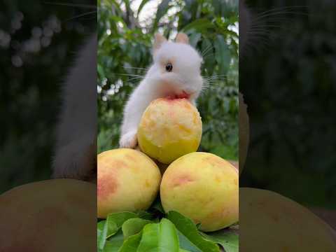 Sweet Snack Time! Little Rabbit Enjoys Delicious Fruit! #cute #rabbit #shorts #fruit #eating #video