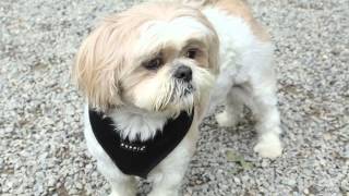 Avoid These 3 Mistakes When Introducing Dogs