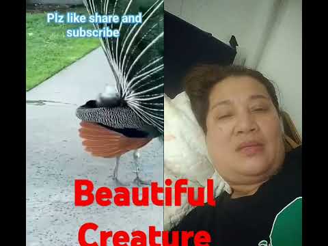 #peacock #beautiful #birds #amazing