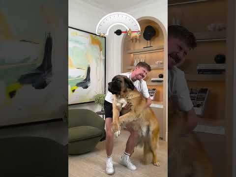 Holding Bigger And Bigger Dogs mr beast