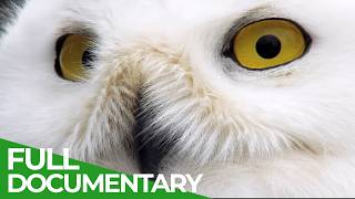 Nature's Greatest Talents: Masters of Disguise | Free Documentary Nature