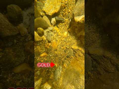 Just another gold nugget 😃 #goldpanning #goldrush #goldnugget