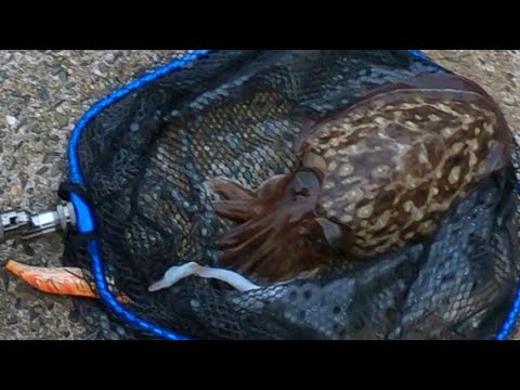 福岡県志賀島で釣り。コウイカ１、カサゴ３匹釣れた！