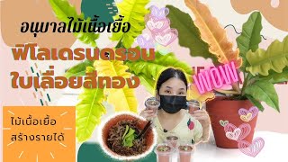 อนุบาลไม้เนื้อเยื่อฟิโลเดรนดรอนใบเลื่อยสีทอง เพื่อเป็นรายได้เสริม