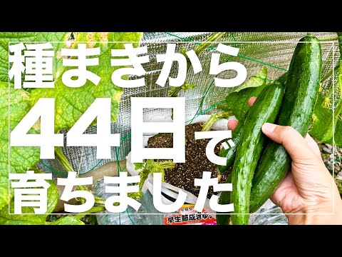【超スピード収穫】バケツできゅうりを水耕栽培したら早くたくさん収穫出来ました！種まきから撤収まで全部お見せします！