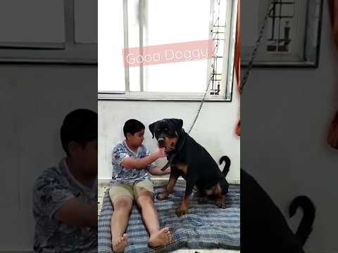 Dog obeys #shorts #dog #rottweiler #youtubeshorts #pets