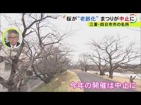 桜まつり実行委「見に来ないで」ソメイヨシノ老齢化で苦渋の“まつり中止” 毎年10万人が訪れる花見の名所