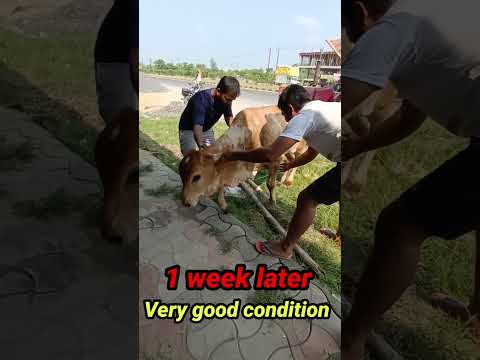 Jai bhole nath 🙏 || kripa ❣️ ||  #viral #cow #shortvideo #vlog