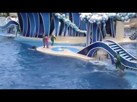 Dolphin Show - Sea World