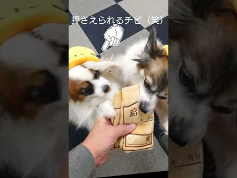 犬に給料あげてみたら #犬のおやつ #パピヨン #犬のいる生活