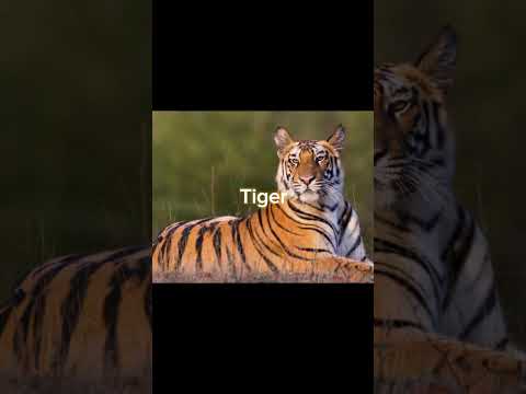 Amazing Extinct animal counterparts #animals #extinction #lion #tiger #shorts #bigcats