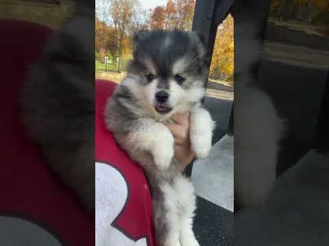 Why People Love #pomsky #shorts